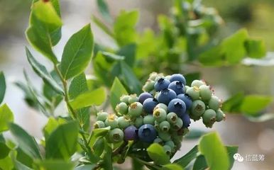 信藍籌 | 嶗山藍莓酒