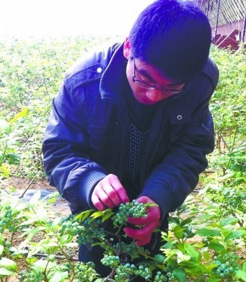 青島藍莓月底上市130元1斤 藍莓冰酒貴過茅臺